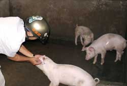A vet checks pigs with blue ear disease in Bac Lieu Province (Photo: VNA)